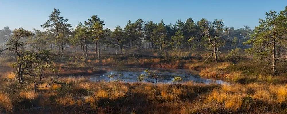 Poetry Contest Winners: Unlock Inspiration from the Best